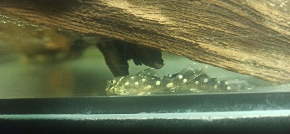 L201 hypancistrus 35zł