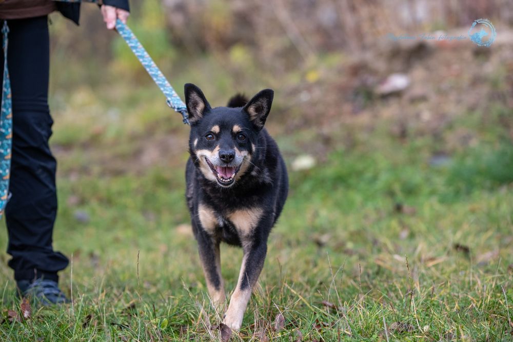 Mały,czarny,spokojny pies w typie rasy Shiba Inu.Piękny i mądry samiec