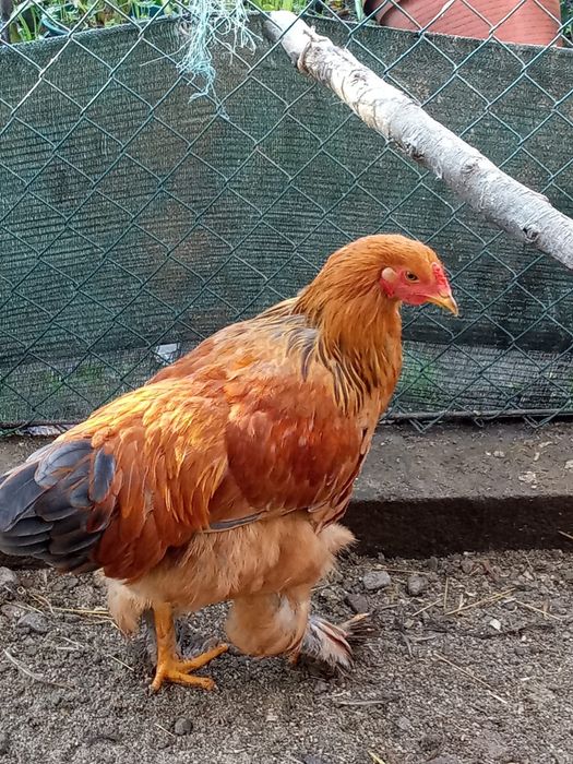 Brahmas, sedosas, pombos e faisões