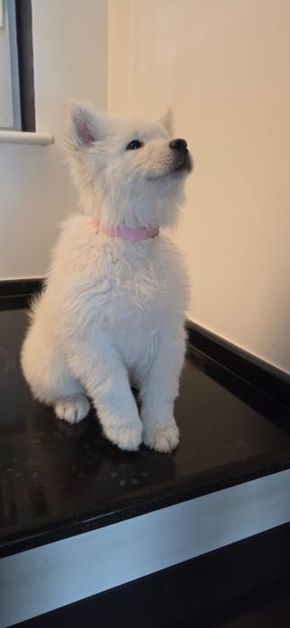 Samojed/Samoyed - Przepiękne odchowane szczeniaki, gotowe do domu!