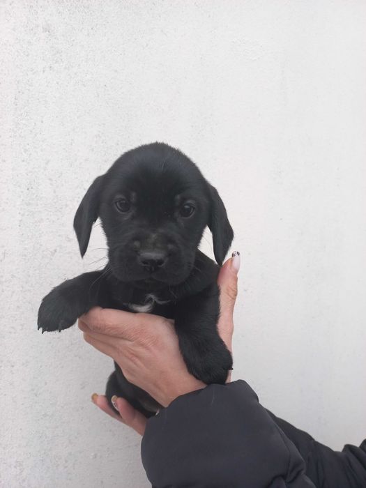 Собачки кокер спаниель