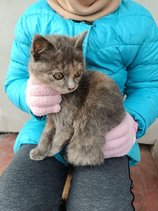 Кошенятка в добрі руки