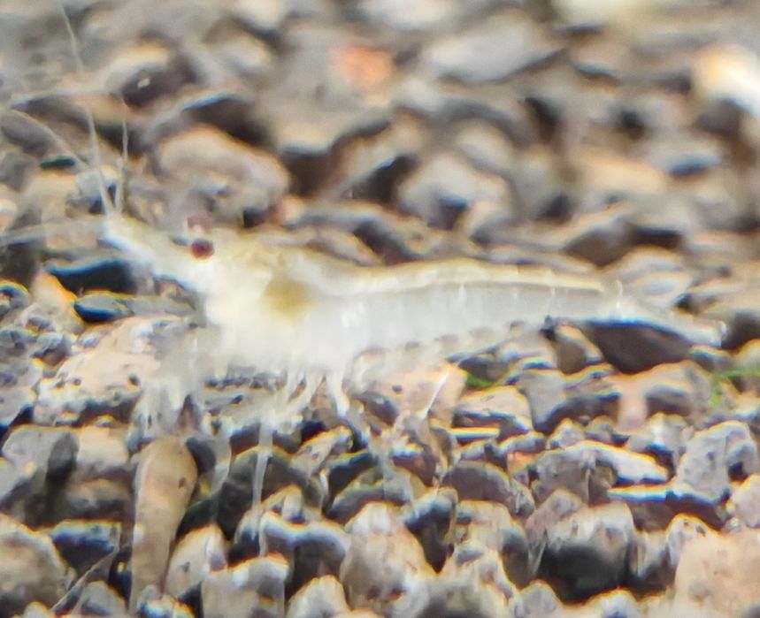 Krewetka neocaridina white pearl Aquafizz Creative