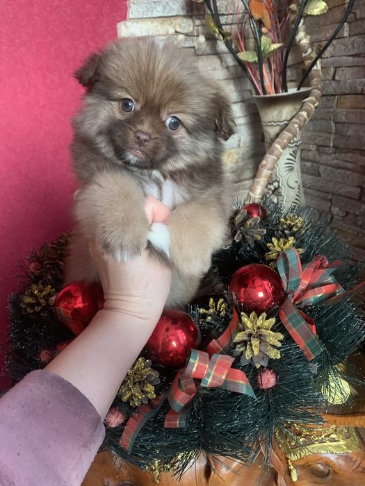 Продам цуценят Пекінесиків