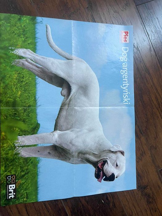 Plakat dwustronny pieski psy dog dla dzieci