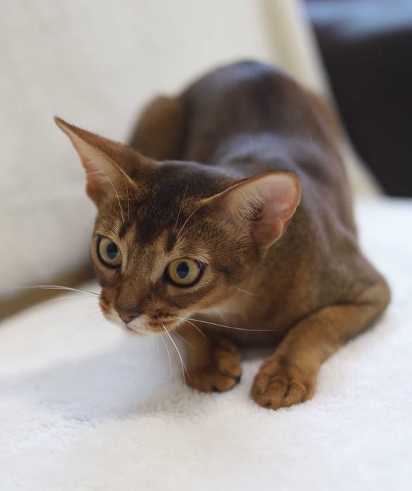 Кошенята шоу класу