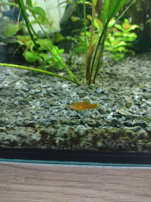 Mieczyki ryby akwariowe