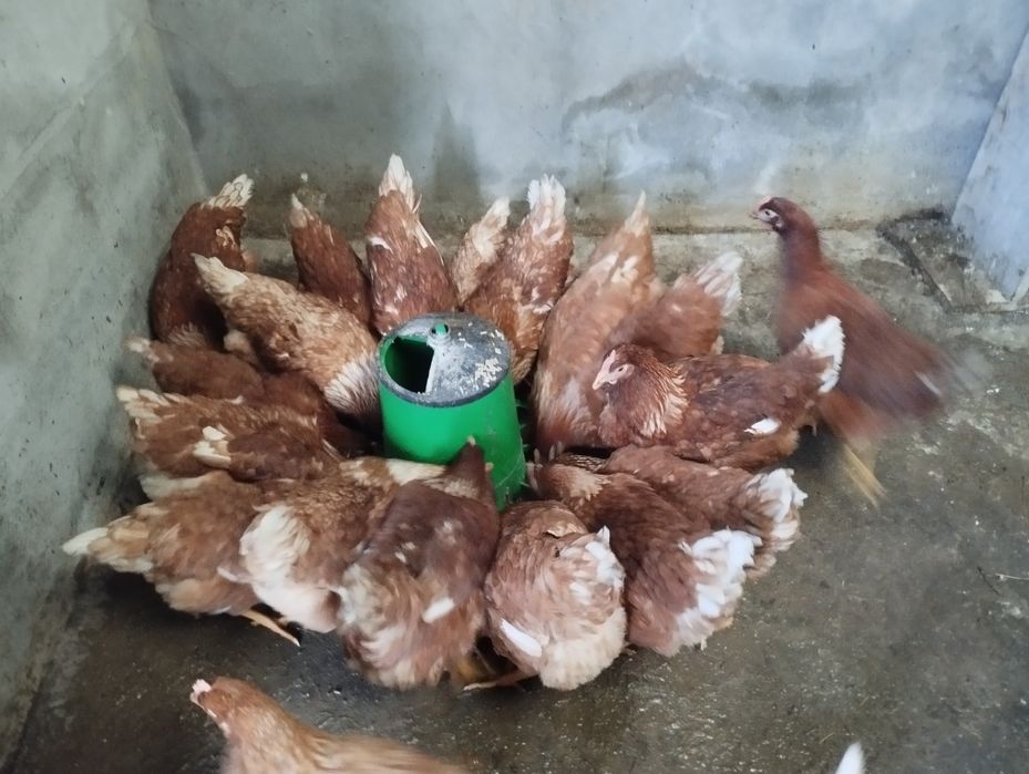 Ovos caseiros  zona centro