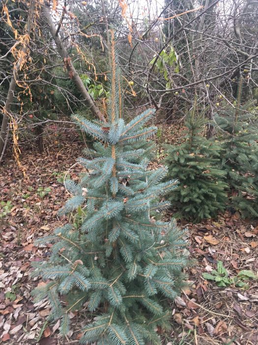 Вкорінені черінки туї,ялівця,самшиту