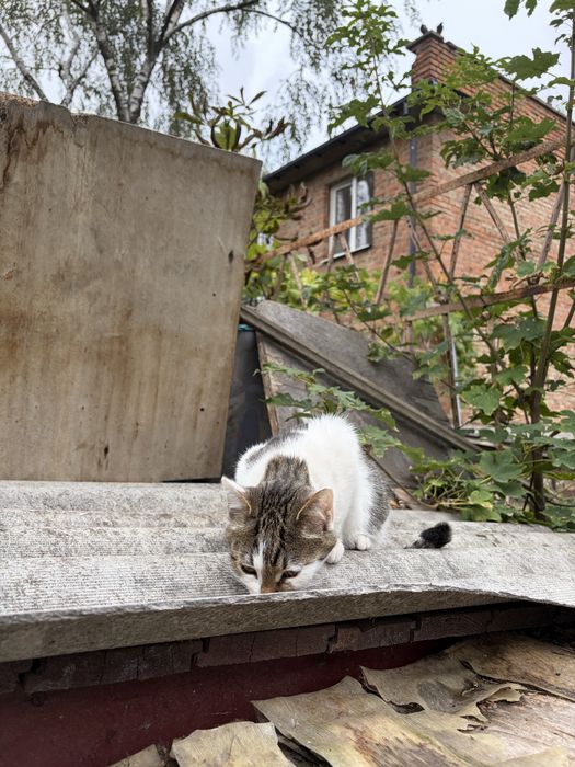 віддам в добрі руки кошенят