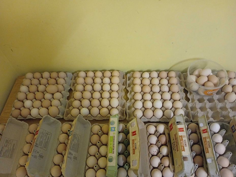 Jajka wiejskie Prima Sort z wolnego wybiegu :) Zapraszam