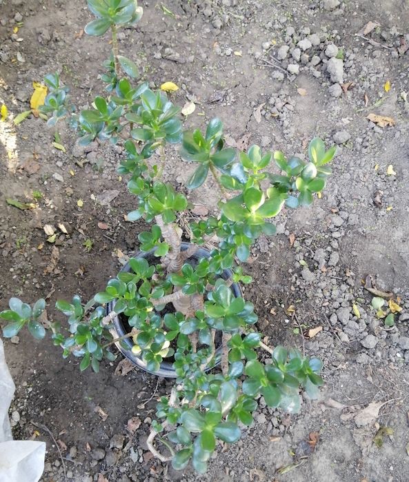 Кімнатна рослина (грошове/хлібне дерево)