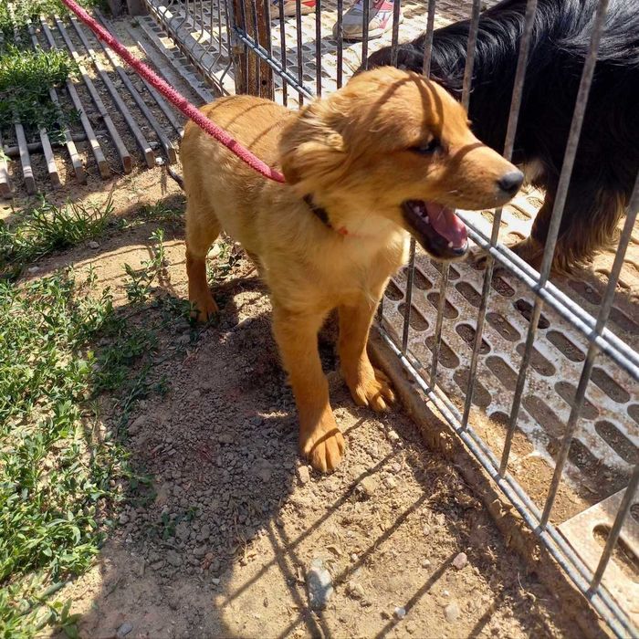 Pieski do adopcji!