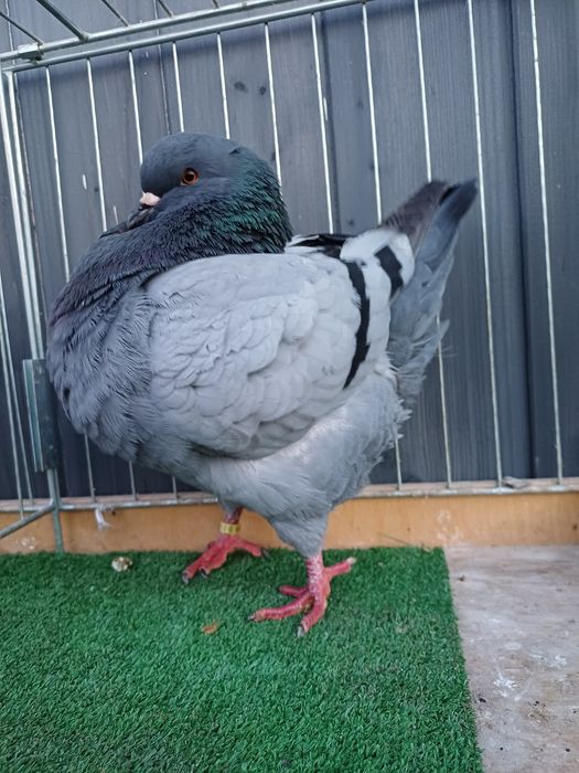 Gołębie Kingi - niebieski samiec 2023