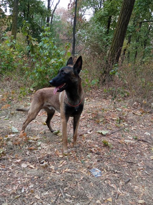 В'язка. Малинуа. Бельгійська вівчарка