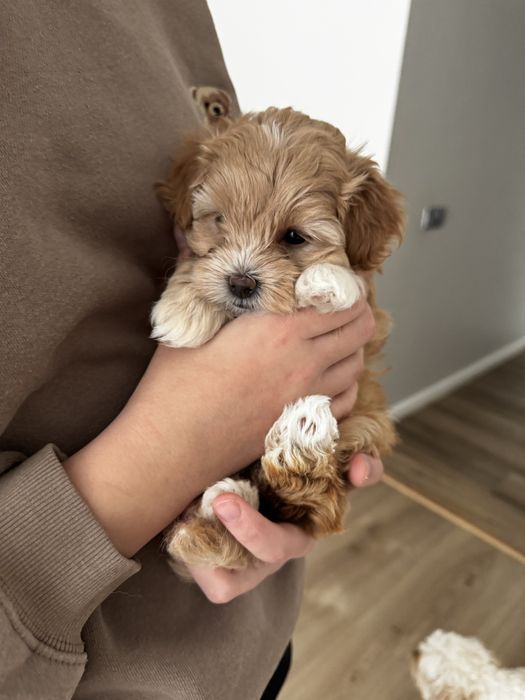 Маленька красуня  Мальтіпу