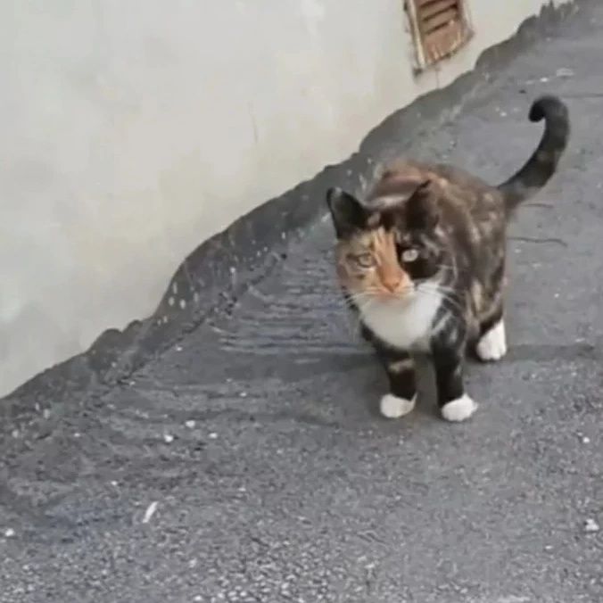 Отдам кошку трехцветку,стерилизована, 1,5 года