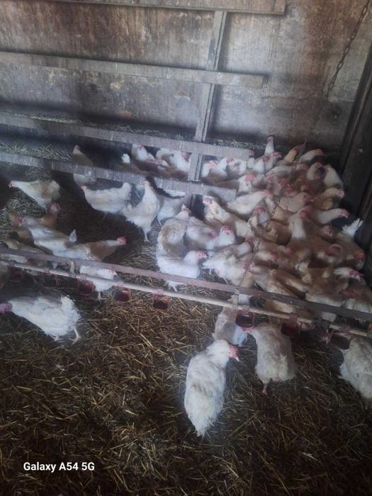 Kury lohmann Sandy biała 42 tygodnie duże jajko dowóz środa czwartek