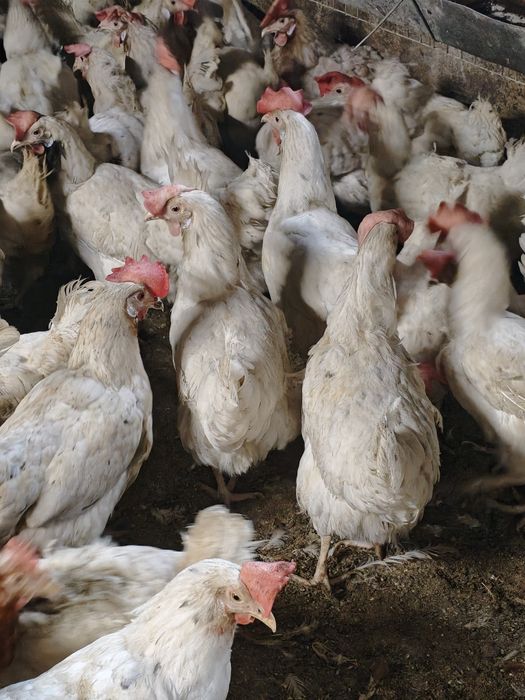 Продам курей-несучок з доставкою по замовленню.
