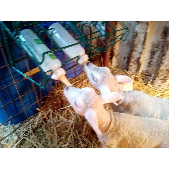 Stojak + butelki 5 szt do karmienia jagniąt Anti-Vac