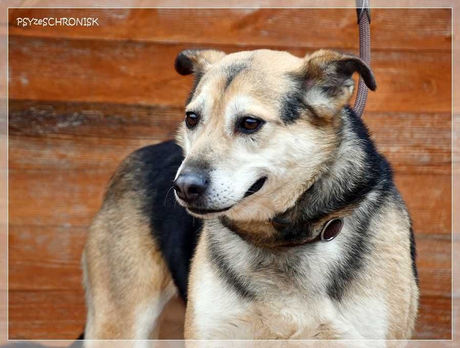 Boguś - cudowny kundelek chce dać Ci swoje serce