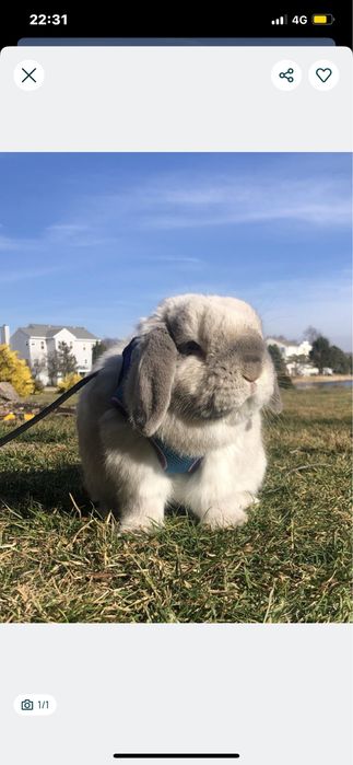 Coelho mini lop