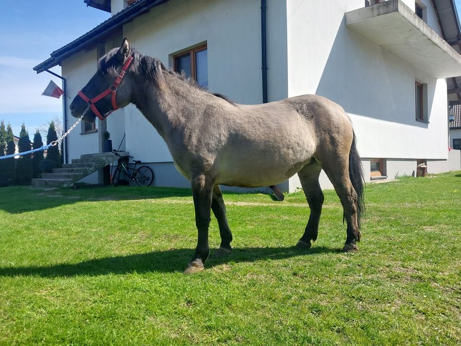 Klacz konik polski