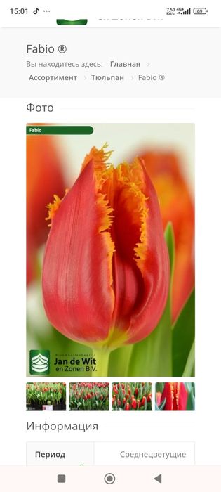 Продам тюльпани.