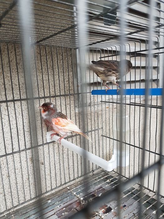 Canarios deste ano 2023