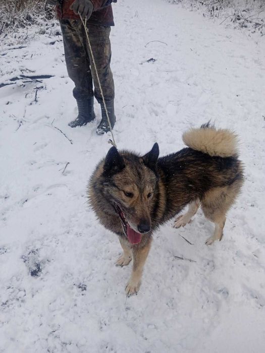 Продам Західно сибірську лайку