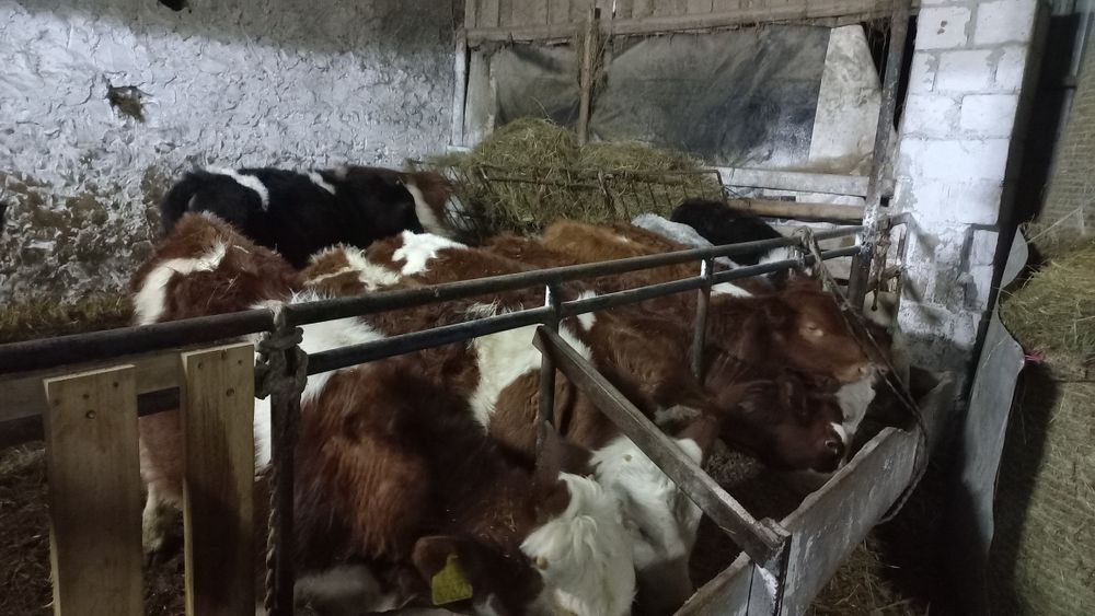 Sprzedam byczki I jałówki