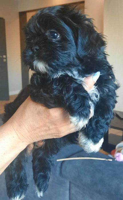 Śliczny piesek rasy shih tzu