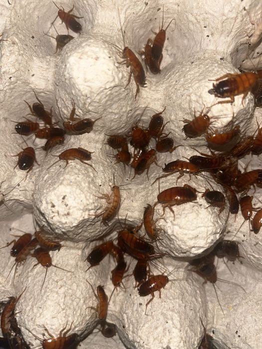 Karaczany tureckie różne rozmairy