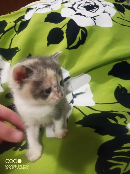 Шотландська принцеса трьох кольорного окрасу  для благополуччя