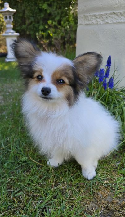 Papillon-Spaniel kontynentalny miniaturowy-śliczny piesek- ZKwP/FCI!