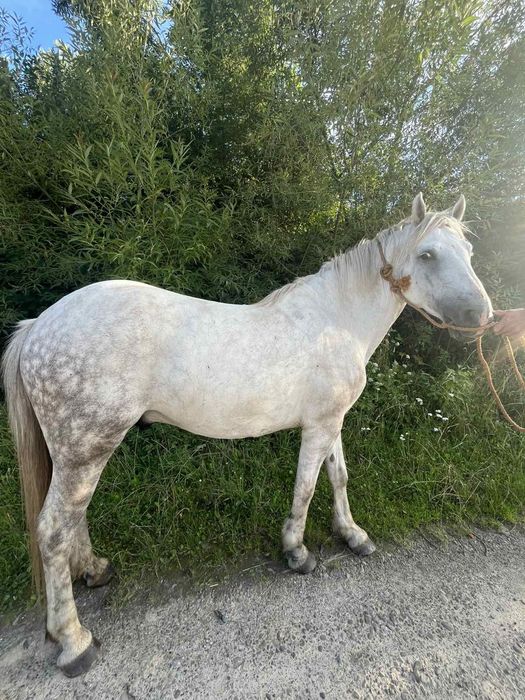 Продається кінь!