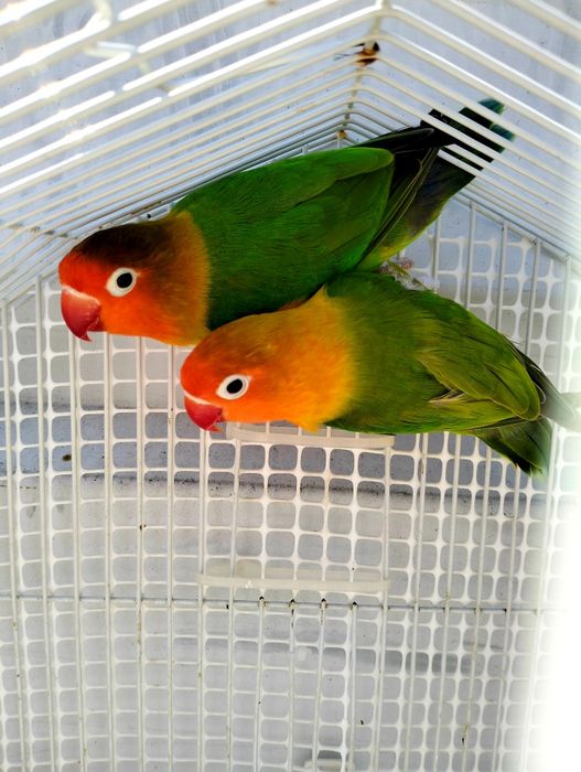 Casal de Fischeris
