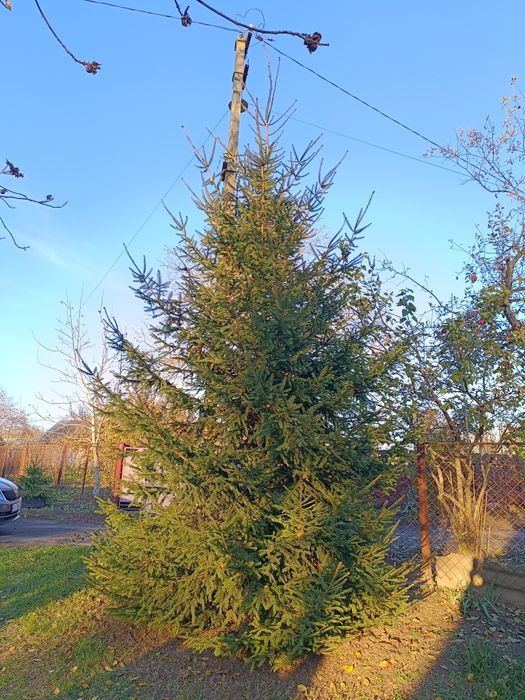 Продам ялинки живі