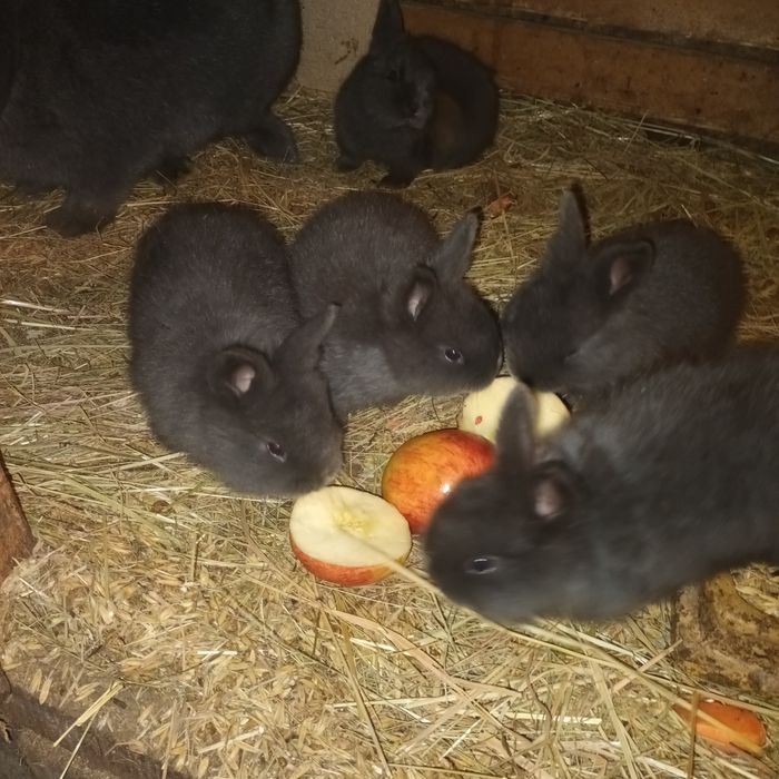 Króliki wiedeński niebieski oraz  ,mieszańce