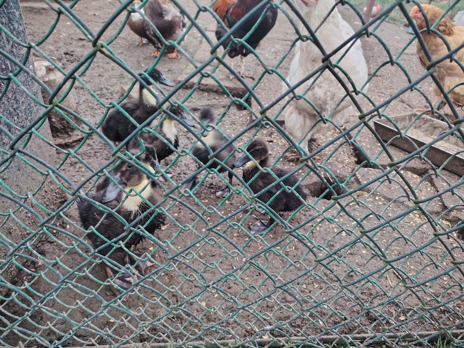 Kaczki staropolskie 6 szt