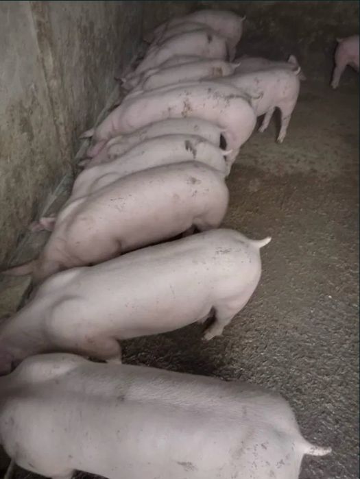 Продам свині , є доставка додому , може бути торг