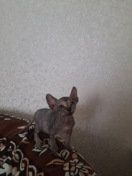 Продам котика  Сфінкс  Донський