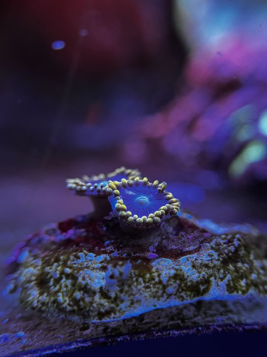 akwarium morskie Zoa/Zoanthus