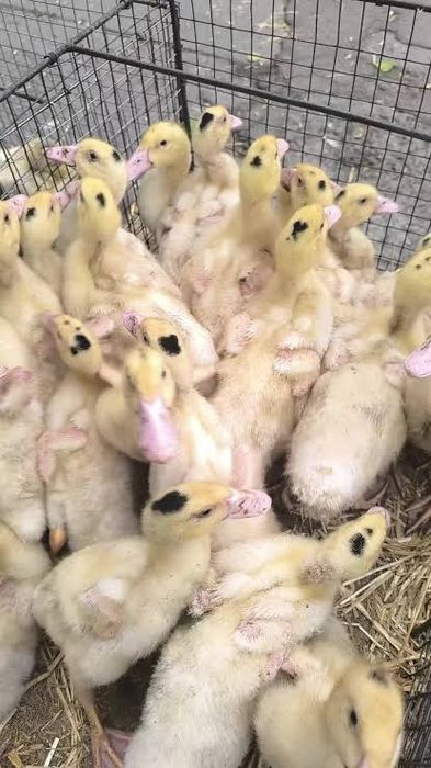 Качки,гуси,індики,курчата