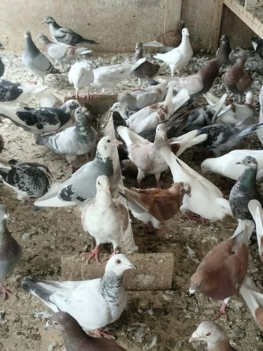 Gołębie , całą hodowla