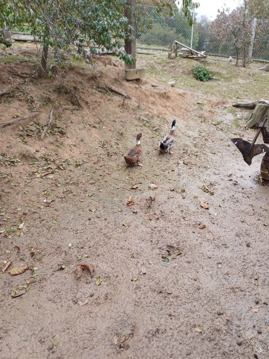 Kaczki i kaczory czubate lub bez