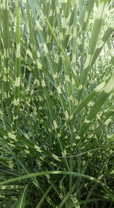 Райграс бульбоносний декоративні злаки міскантус