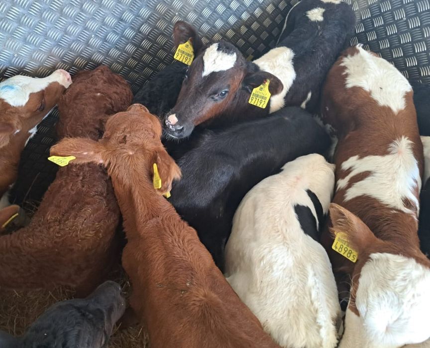 Byczki Jałówki Polskie Legnica