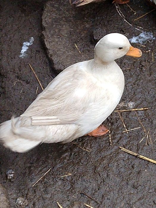 Kaczki Call duck parka