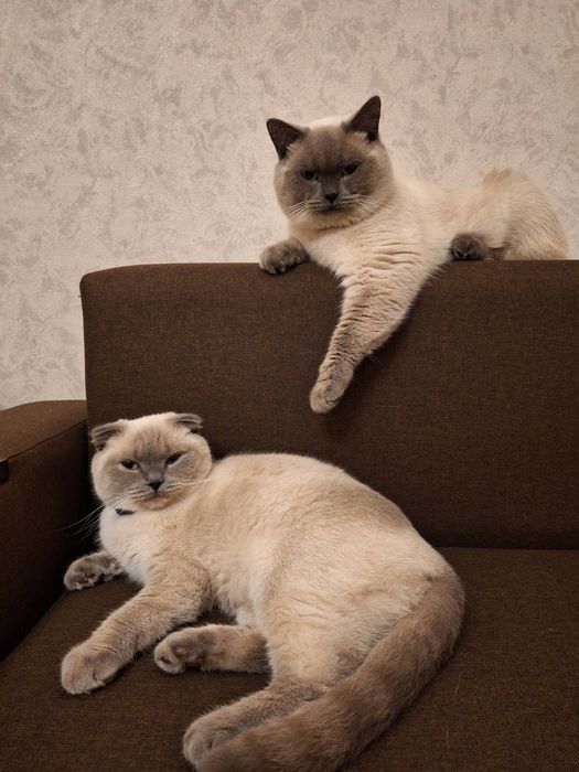 Пропонуються чарівні кошенята породи Scottish Fold та Scottish Straight